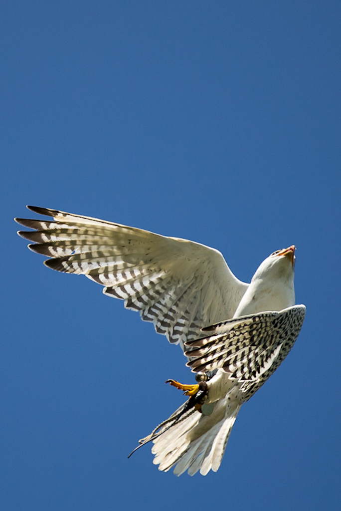 Poing Michael Gerlach 1