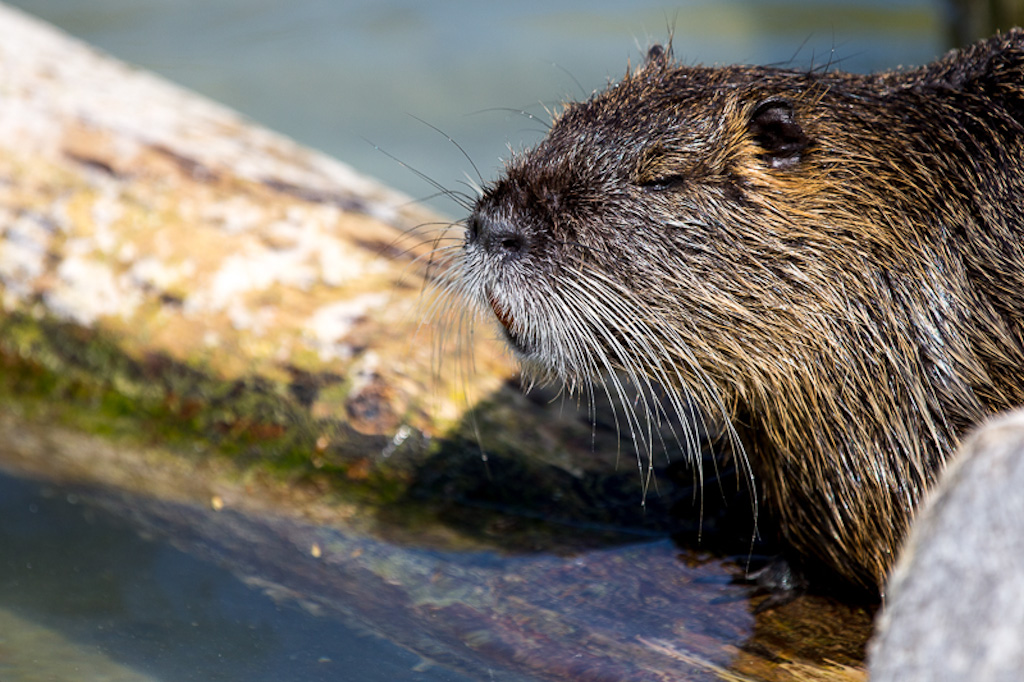 Poing Michael Gerlach 2