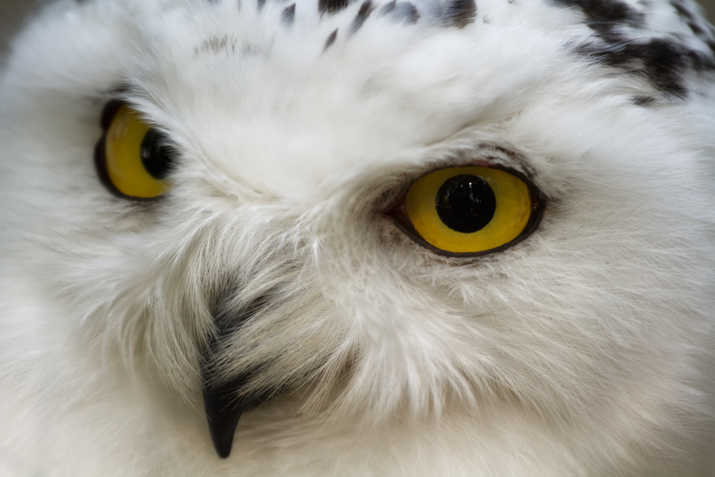 Schneeeule (Nyctea scandiaca)