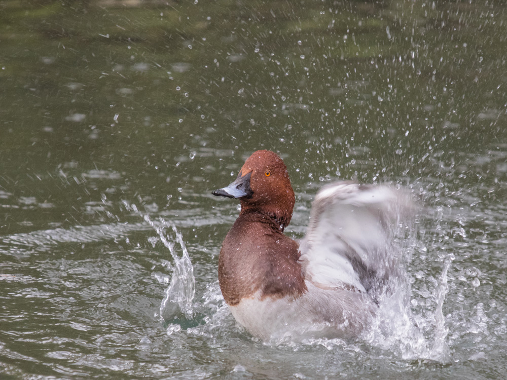 J rgen Zoo Augsburg 01
