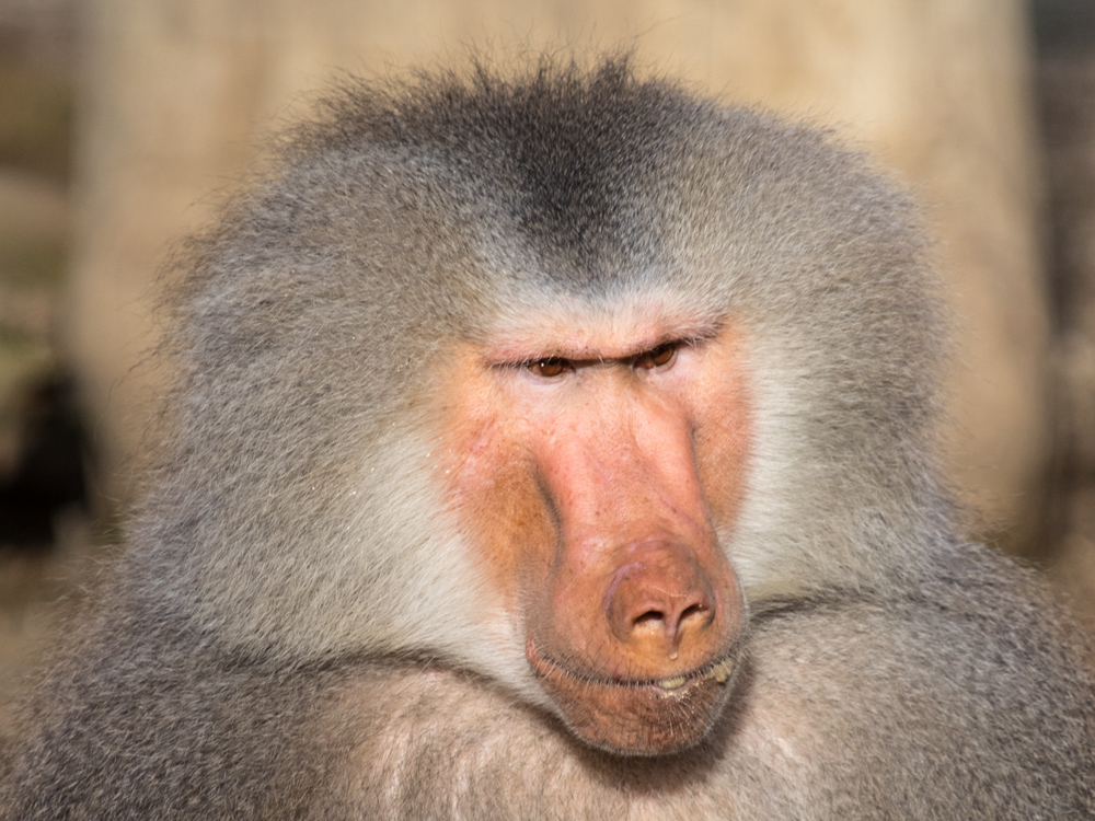 J rgen Zoo Augsburg 02