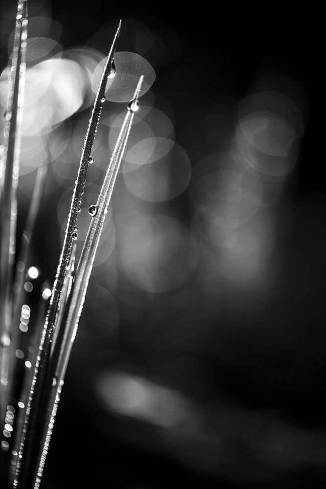 Fruehling 20170409 033