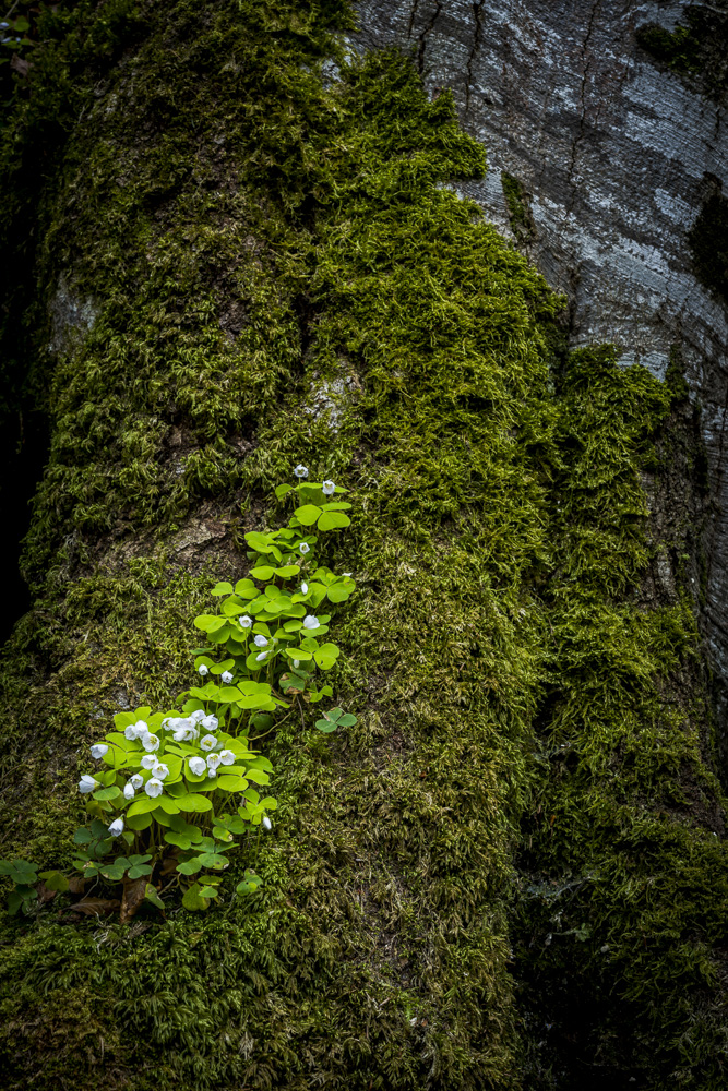 Fruehling 20170409 039