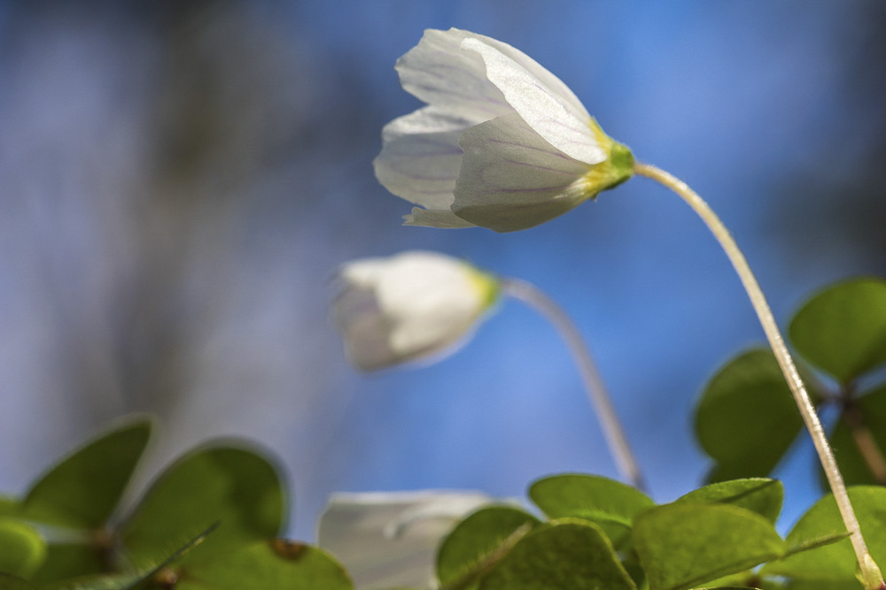 J rgen Teufelsk che 04