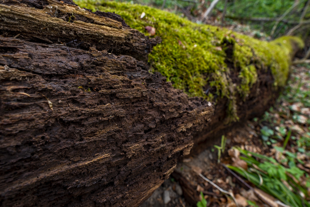 Robert Natur 20190412 0008