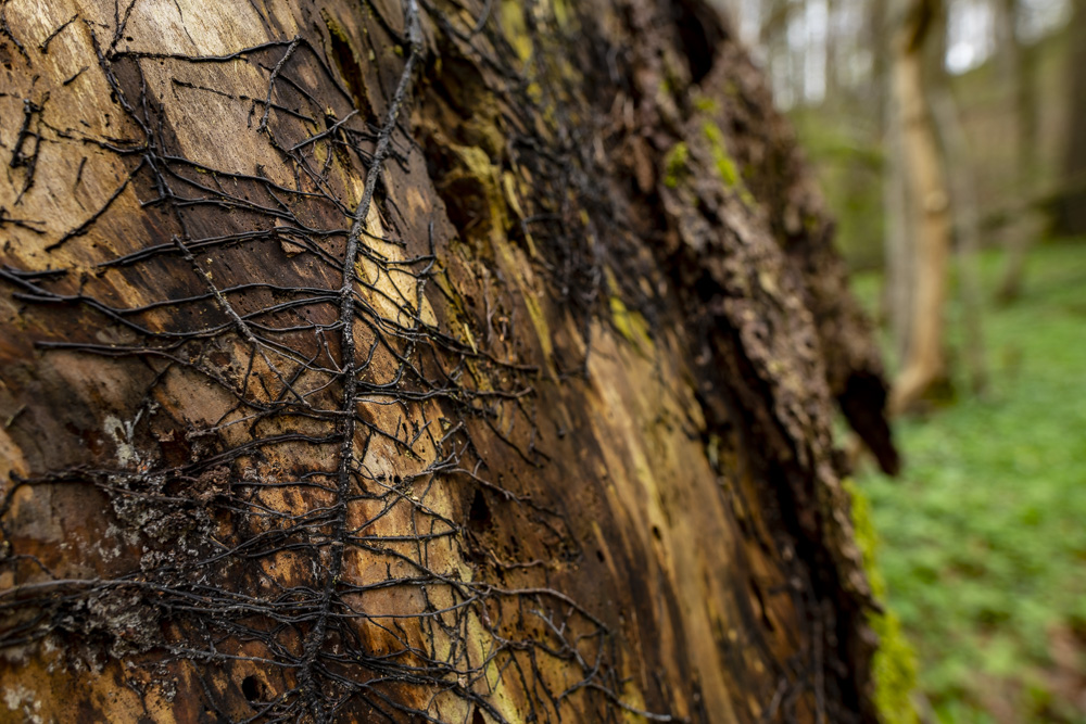 Robert Natur 20190412 0094