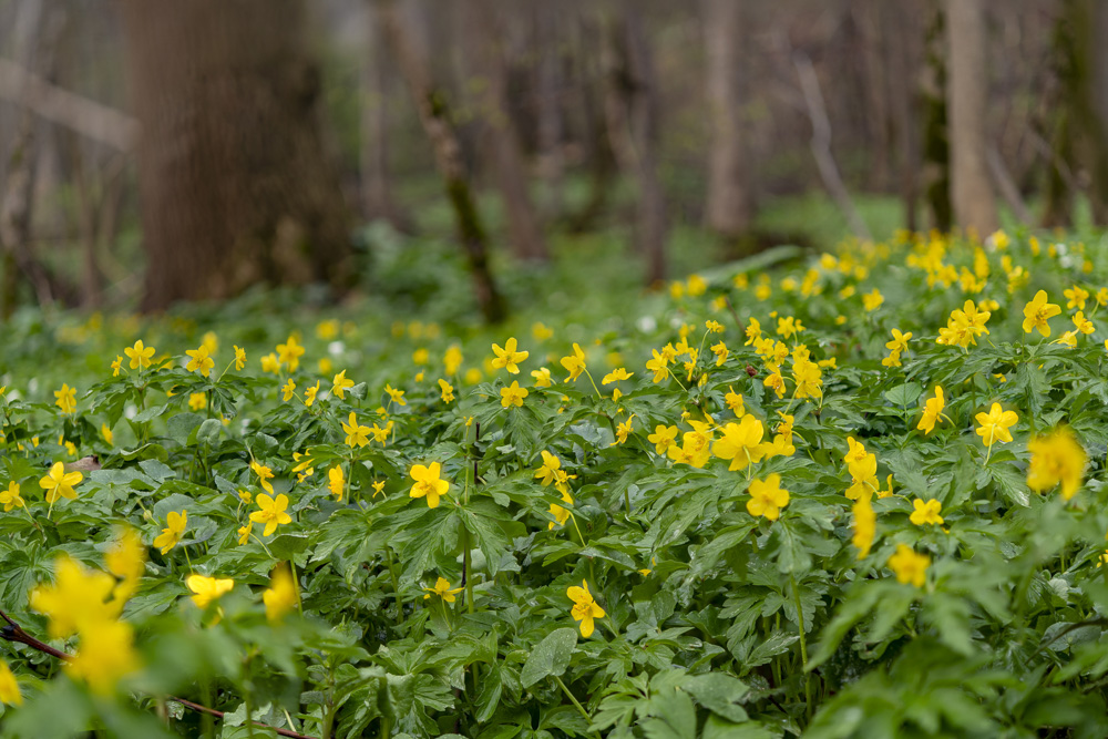 Robert Natur 20190414 0106 stack