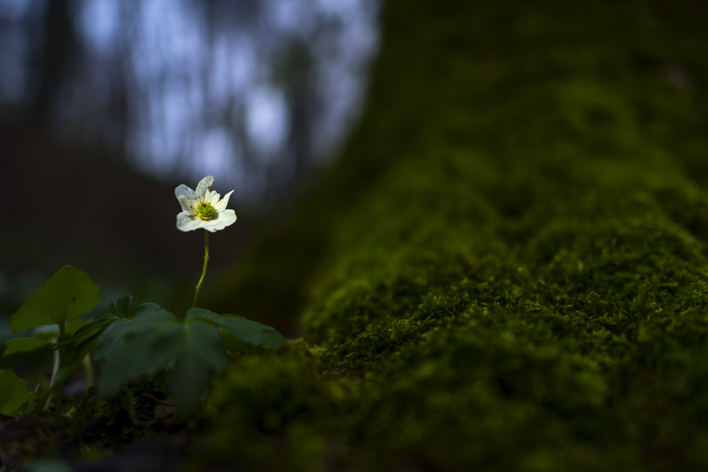 Robert Natur 20190414 0151