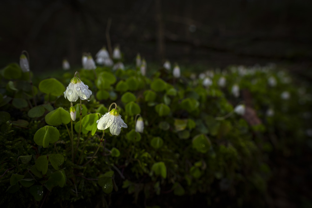 Robert Natur 20190414 0153