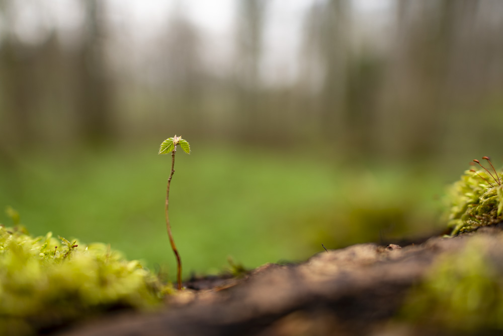 Robert Natur 20190414 0157