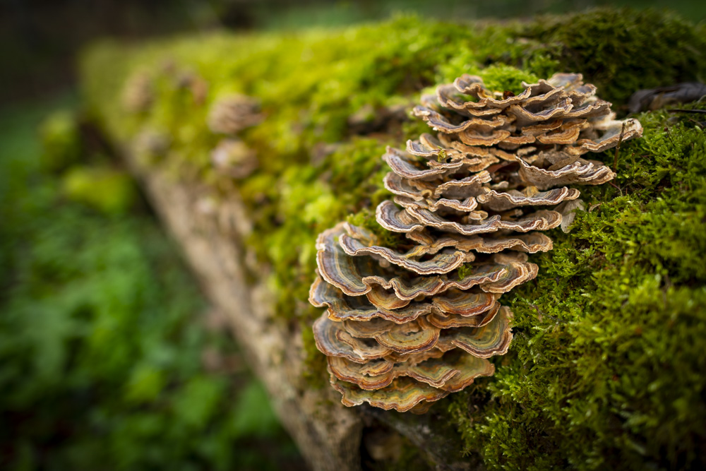 Robert Natur 20190414 0162