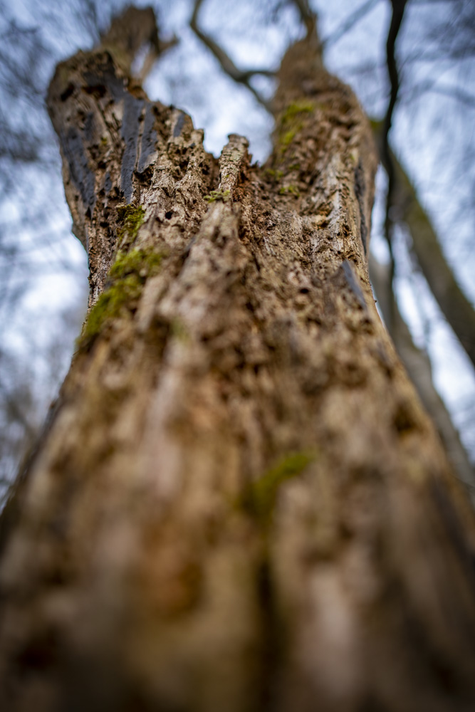 Robert Natur 20190414 0165