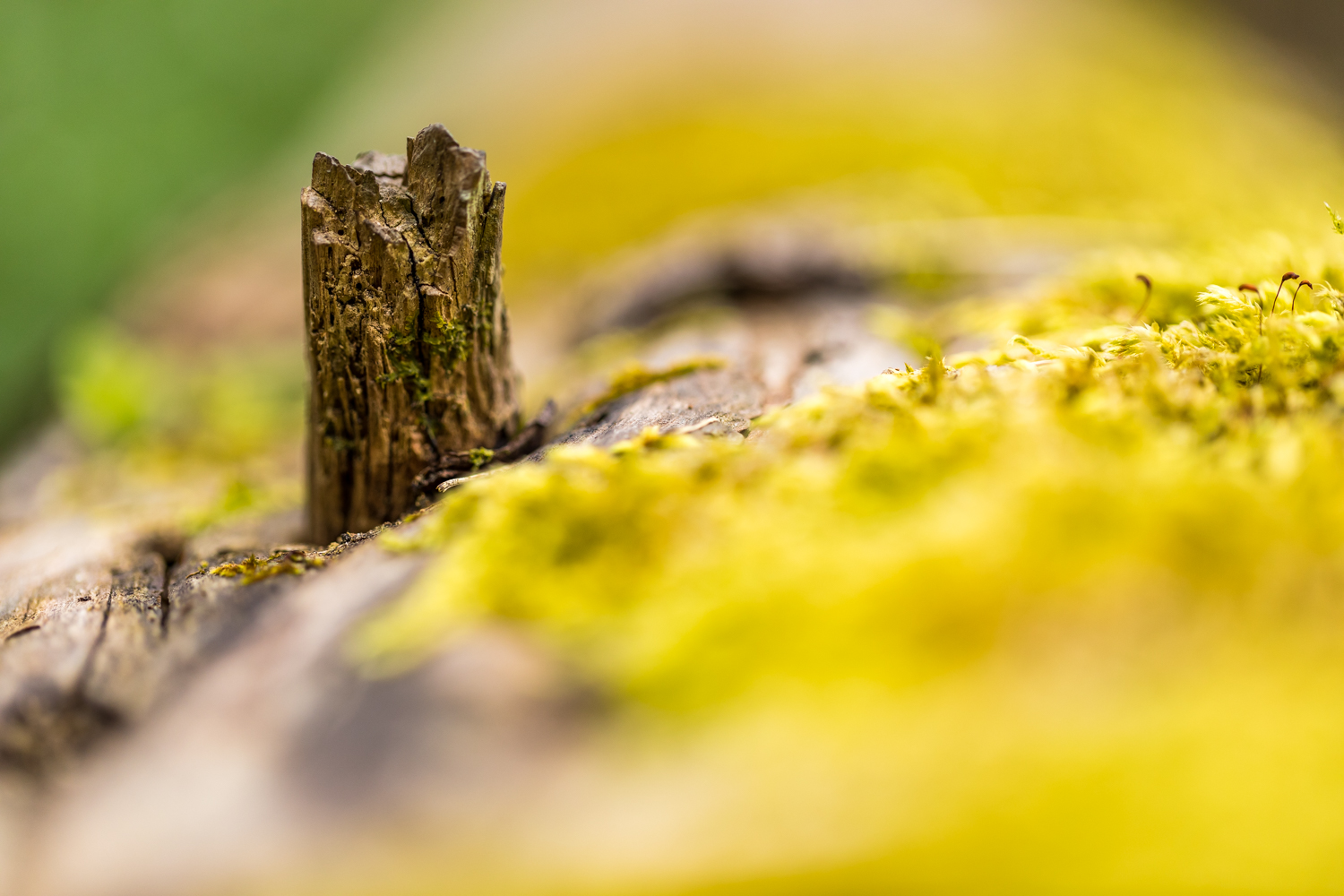 Todholz 156075 19 04 12CK