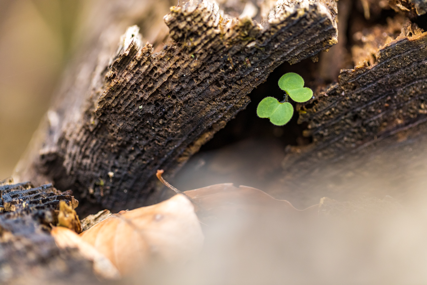 Todholz 156132 19 04 12CK