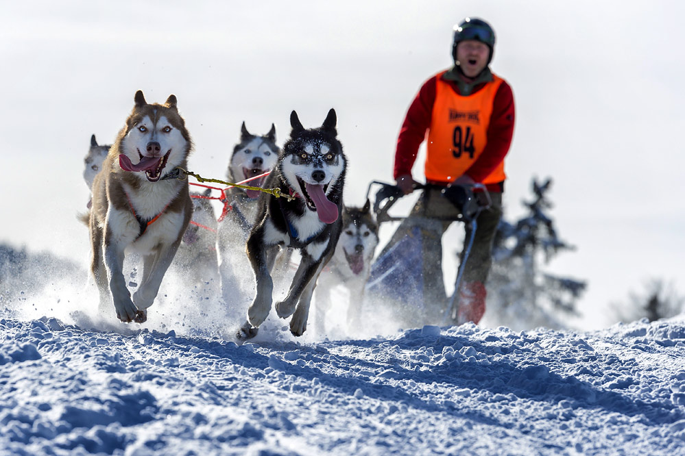 Robert Schlittenhunde 20150131 288