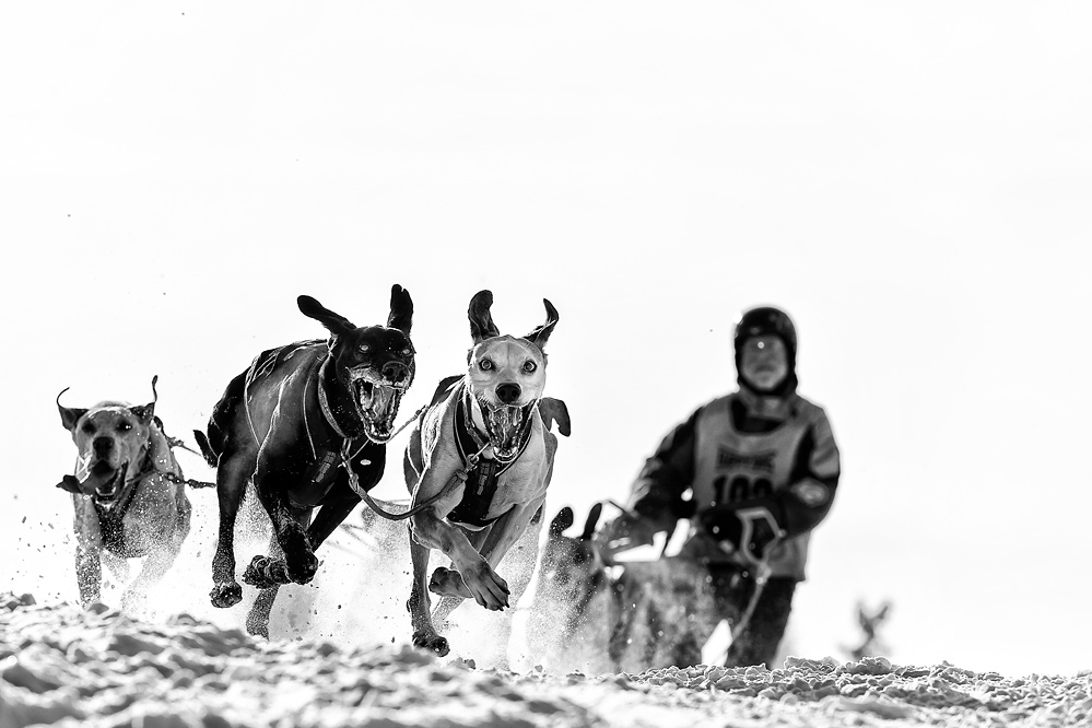 Robert Schlittenhunde 20150131 302