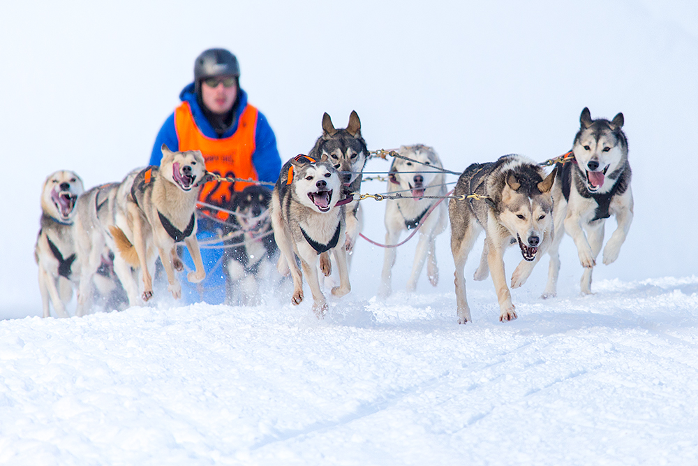 Schlittenhunde Christoph Csokas 001