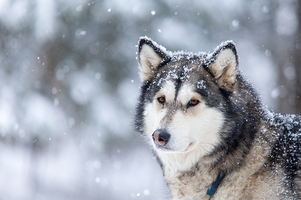 Schlittenhunde Christoph Csokas 002