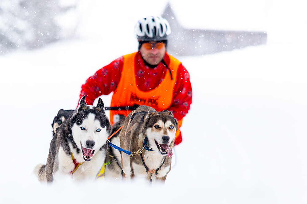 Schlittenhunde Christoph Csokas 003