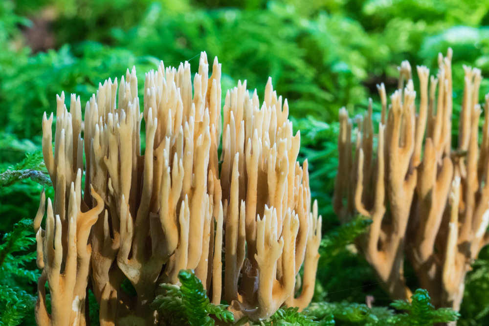 J rgen Pilze M9072761