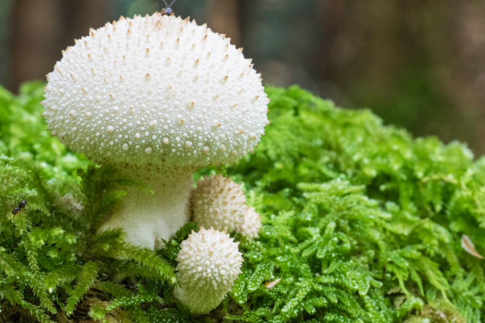 J rgen Pilze M9072805