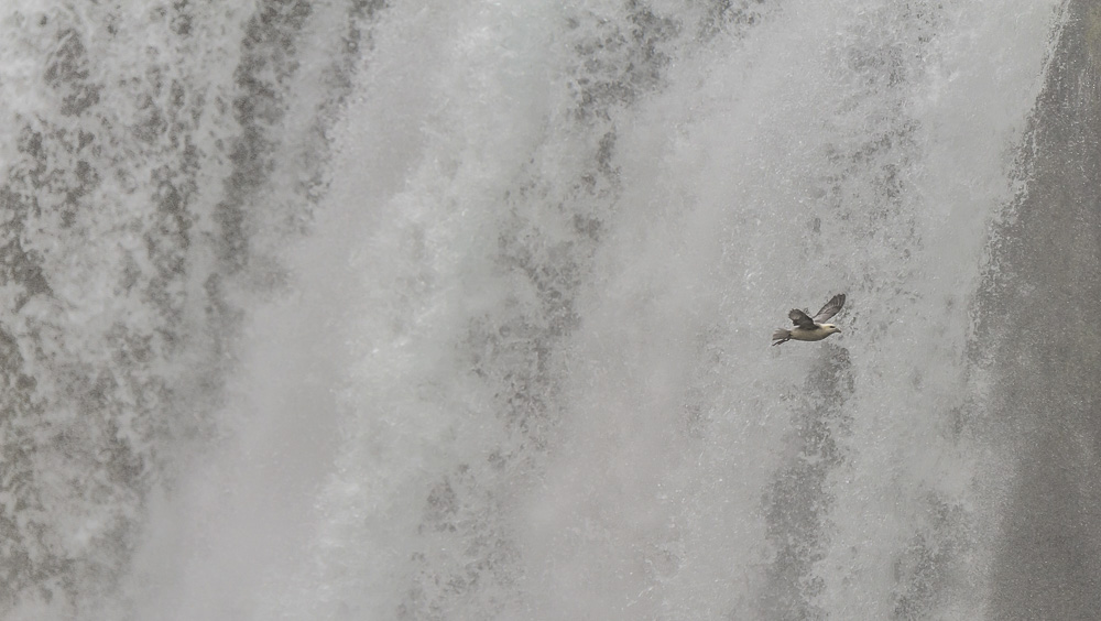 Kerler Flugkünstler