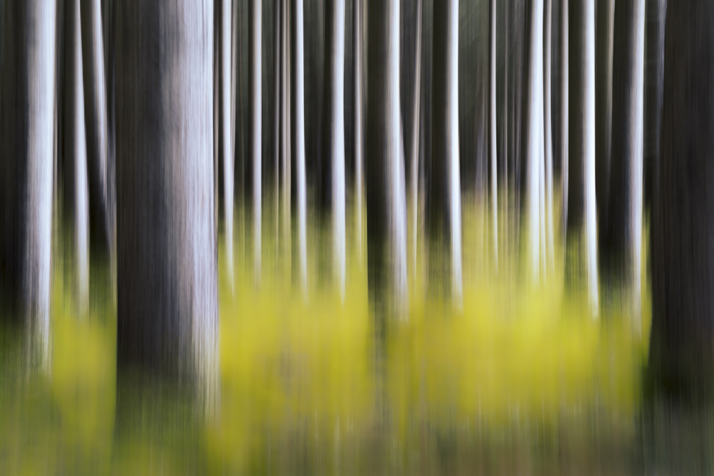 2025 02 JosefSchafnitzel