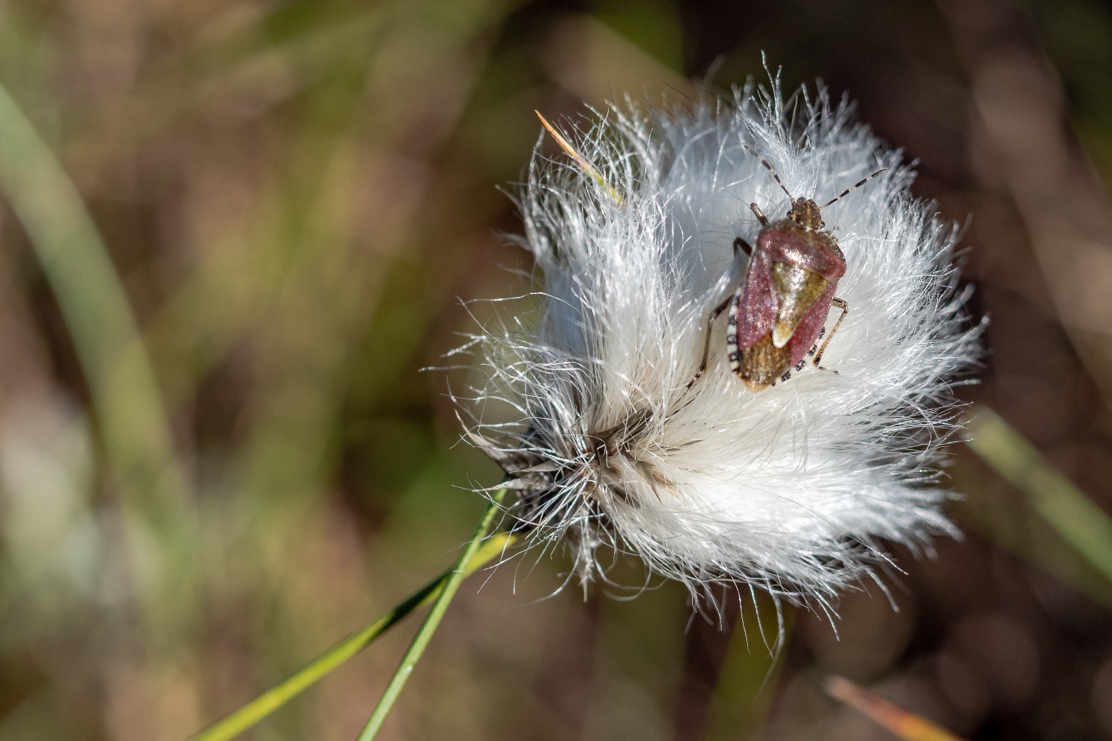 Feldmann Hochmoor 02