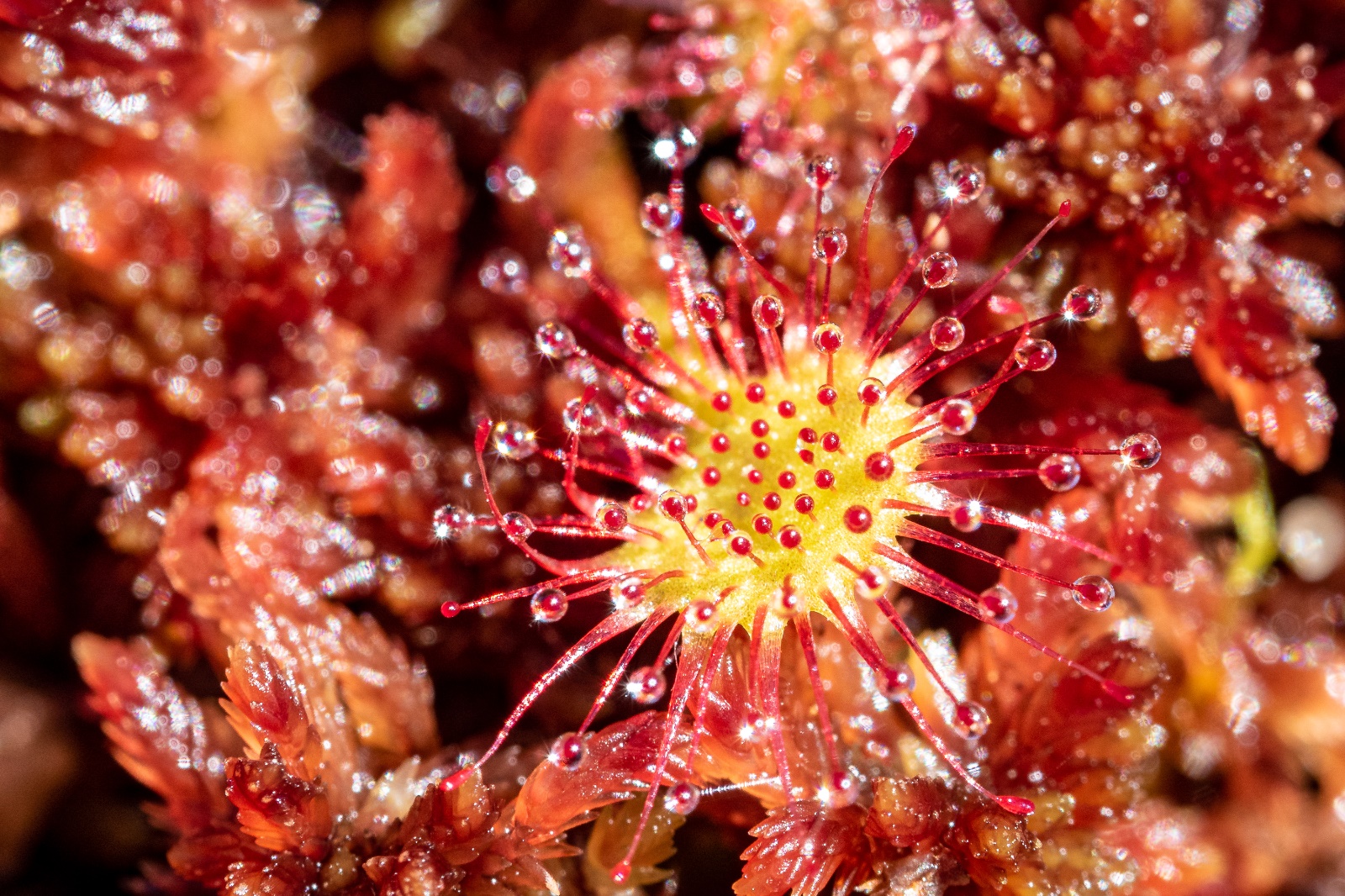 Feldmann Hochmoor 07