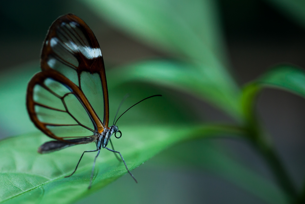Klughammer durchsichtig